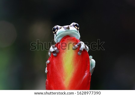 Tiny amazon milk frog on branch, Panda Bear Tree Frog, animal closeup