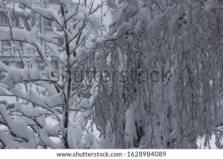 Snow covered branches trees. Snowy winter forest.