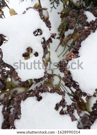 White snow lying on a bush, top view, close-up.