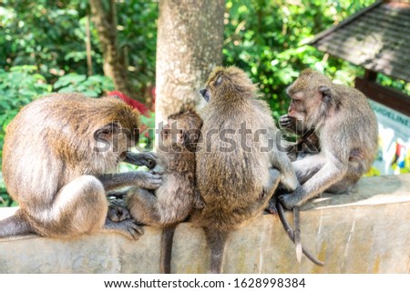 Monkey family taking care about each other together, catching fleas from the fur. Animals sitting on the rock on monkey forest sanctuary Ubud, Bali. Popular tourist destination to visit.