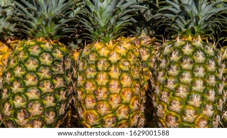 Fresh Pineapple in Hawaii Oahu