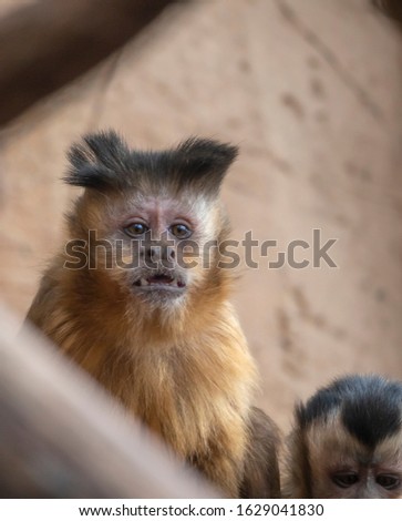 one monkey capuchin looking at camera