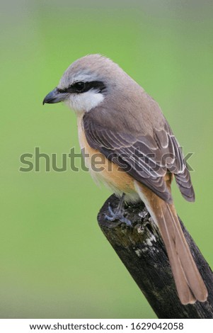 A Beautiful Brown Shrike perched on a tree. Taken at National Taiwan University Main Campus