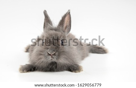 Decorative Angora gray rabbit isolated on a white background.