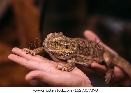 Bearded dragon hands stock photo