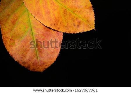 Autumnal colored leaves in bright green, yellow and red, hanging from above in the picture against a dark background with space for text