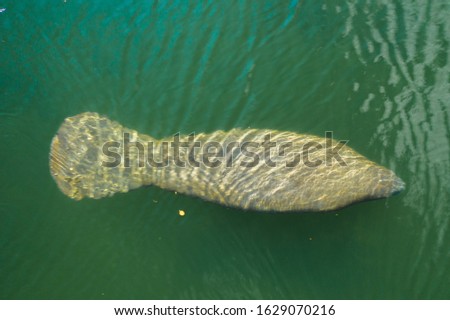Florida Manatee in Miami Canals