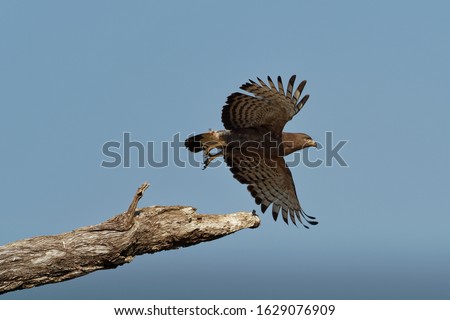 SNAKES-OF-MANAS-NATIONAL-PARK Stock Photos and Images - Avopix.com