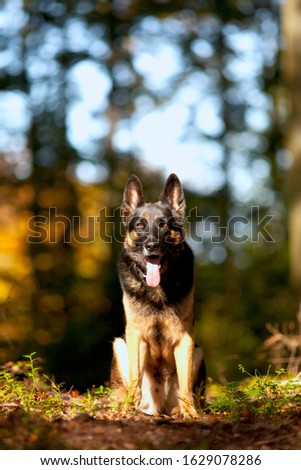sitting german shepard dog portrait with autumn colored background