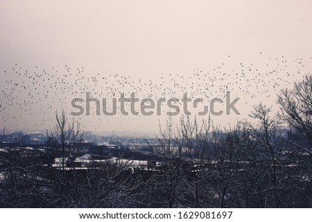 Birds and trees with sky on wintry day in Cincinnati Ohio