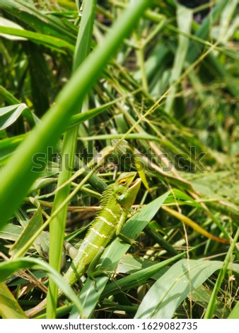 Green lizard basking in the sun in green grass.