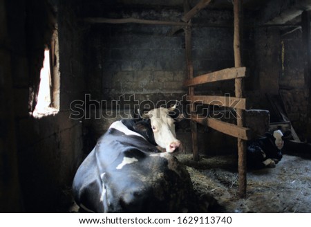 This photo of a dairy cow and calf resting in a barn, was filmed in rural Turkey. With the effect of dramatic light, colors look impressive.
