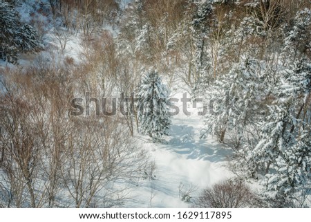 Snow covered pine trees on the background of mountain peaks. Panoramic view of the snowy winter landscape at Shinhotara Ropeway, Japan