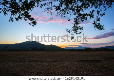 Rice fields, sunset and mountains for background