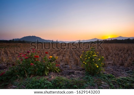 sunset at rice field with flowers mountains background and twilight lighting