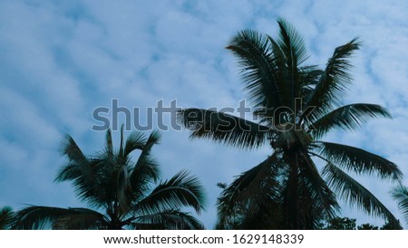 coconut tree photography illustrations, very can be used for profile photos, web covers.