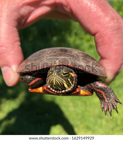 A painted turtle that we found while hiking in Vermont.