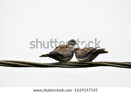 pigeons on wire, digital photo picture as a background