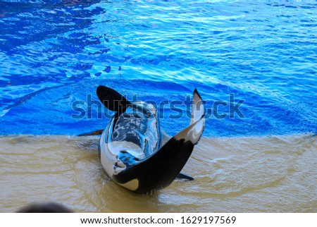 dolphin in water, digital photo picture as a background