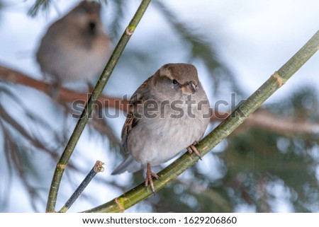 Funny sparrow with a serious look. Sparrow sits on a branch without leaves in the sunset light. Sparrow on a branch in the autumn or winter