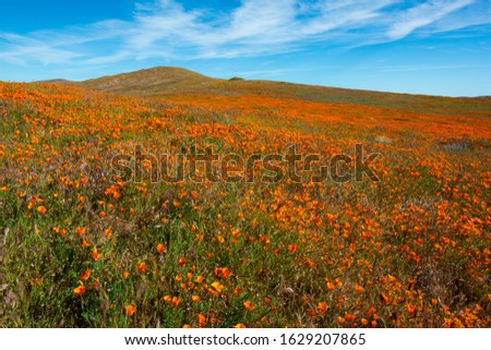A massive orange poppy field blooms in spring, in the dry desert