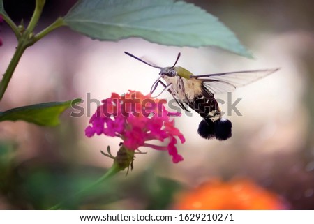 Close Up of Flying Hummingbird Hawk-Moth Pollinating on Flowers - Beautiful Macro Photo Series