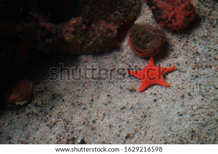 Bright Orange Starfish Crawling On The Ocean Floor
