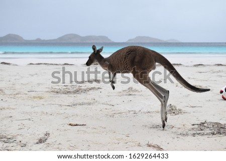 Kangaroo jumping on pristine beach