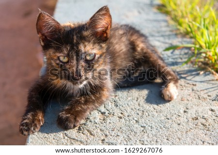 Tricolor kitten resting lying on a summer evening