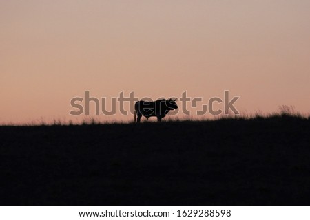 Single black bull on horizon making the perfect silhouette.  Standing alone, strong and proud!