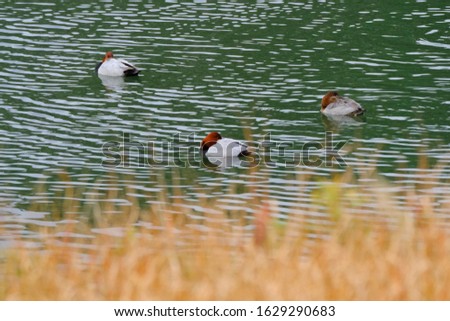wild bird common pochards are in water
