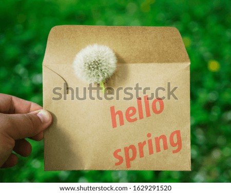 on green meadow background with one fluffy dandelion, one of which is in a craft paper envelope and with dandelion fluff . flower with seeds.  hello spring - inscription on cover                     