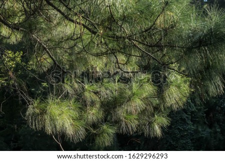 Green pine tree and sunlight