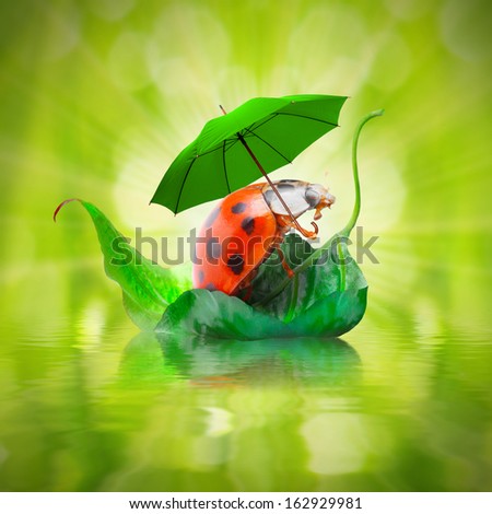 Funny picture from nature. Little ladybug with umbrella enjoying life. 