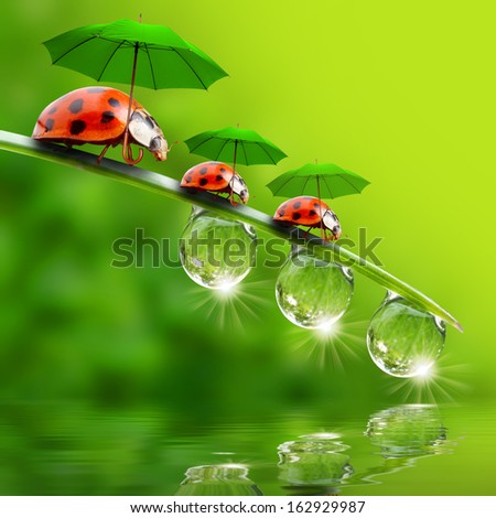 Funny picture from nature. Little ladybugs with umbrella enjoying life. 
