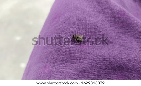 macro photography of common housefly on carpet