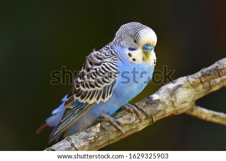 Budgie (also known as parakeet), a small blue parrot