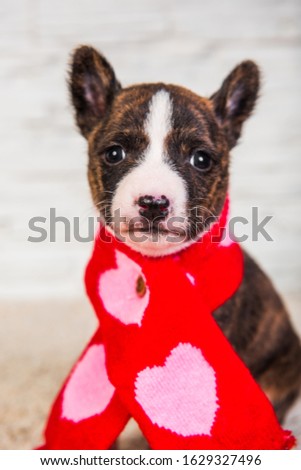 Funny Basenji puppy dog in santa scarf with hearts