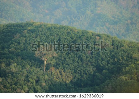The big tree on the mountain, which has many green trees.