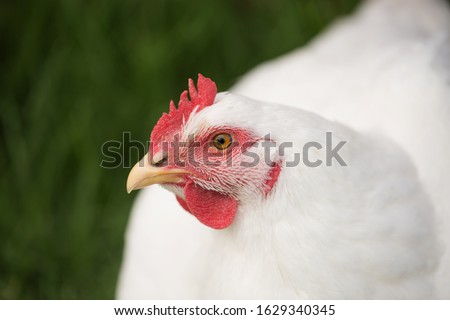 portrait of broiler chicken looking at the camera on a free range chicken farm (Gallus gallus domesticus) Royalty-Free Stock Photo #1629340345