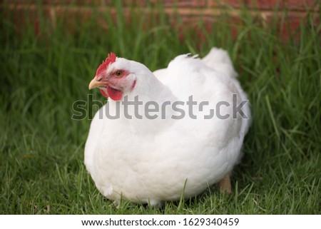portrait of white broiler chicken (Gallus gallus domesticus) full body looking at the camera, free range chicken on chicken farm Royalty-Free Stock Photo #1629340459
