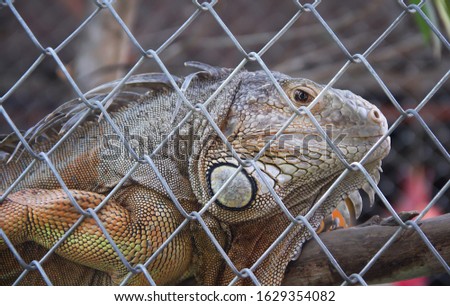 Close up single lguana iguana in steel cage background