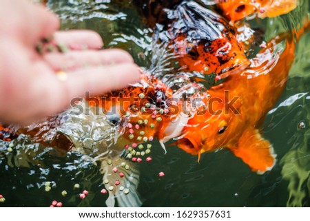 Woman feeding food to fancy carp fish by hand  Royalty-Free Stock Photo #1629357631