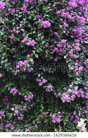 Bougainvillea is a vine that is brilliant and beautiful native to the South American rainforest, but has sharp thorns on its branches.