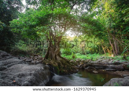 Big trees that grow on the edge of the waterfall stream in the forest. Royalty-Free Stock Photo #1629370945