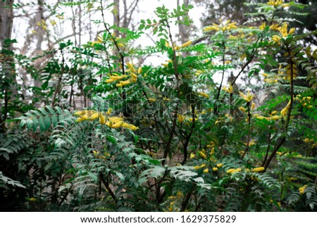 Flowering bush of Magonia medium Charity. yellow buds
