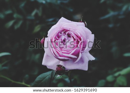 Pastel pink roses in the garden