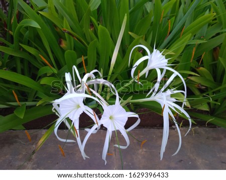 Spider Lily Hymenocallis speciosa. Decorative plants. Everlasting flower. Beautiful flowers in winter. Sweet background  Royalty-Free Stock Photo #1629396433