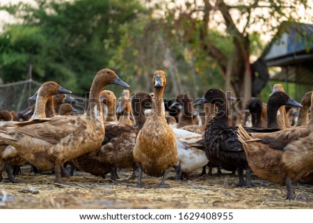Close up ducks, see the details and expressions of ducks Royalty-Free Stock Photo #1629408955