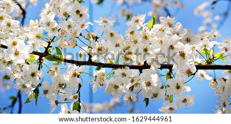 Blooming cherry. The stylized illustration. Spring holiday commemorating the resurrection of Christ. Soft focus. Element of design. Wide photo.